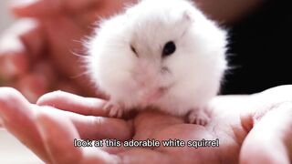 Cute Squirrel Eating Almond | Adorable Wildlife Moment 🐿️🌰