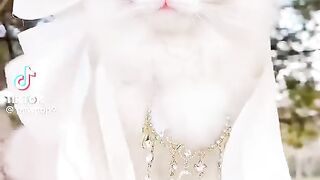 So Cute Cat 15