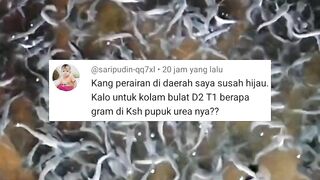 Cara mudah HIJAUKAN air kolam