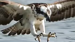 Osprey’s Incredible Mid-Air Fish Catch
