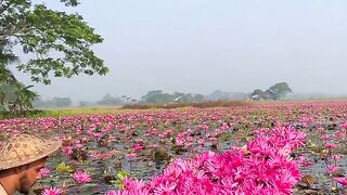 Lily flowers in Bangladesh
