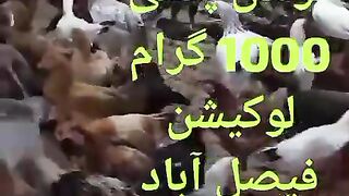 Time demand...Desi chicken