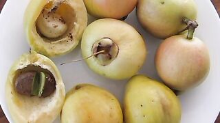 Jambu Mawar. Rose apple. 玫瑰蘋果. 蓮霧. 莲雾. ローズアップル. Розовое яблоко. Рожеве яблуко. Rosenapfel.