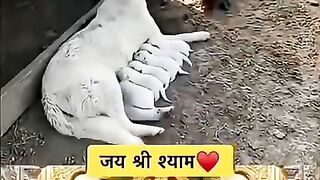 Jay shree shyam ji 🚩🚩🚩🚩.mp4