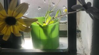 Beautiful flowers 46