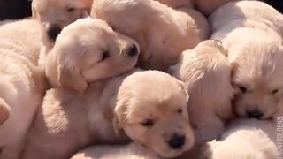 Calming Music for Dogs!