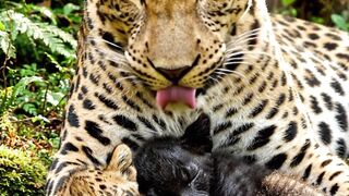 Why Is The Black Panther Black? You Will Be Amazed To Know The Genetic Mystery Behind It! 🐆