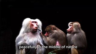 🐒🐒🐒 Three Monkeys Having a Funny Moment Together! 😂