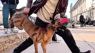 Kỹ Thuật của chó nghiệp vụ #pets #dog #shorts.mp4