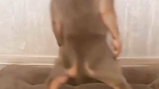 My dog preparing for the next match
