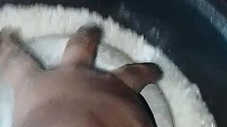 ডিম ভাপা