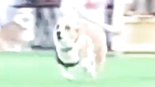 Corgis Race To Glory In Vilnius #corgisrace #Vilnius #lithuania