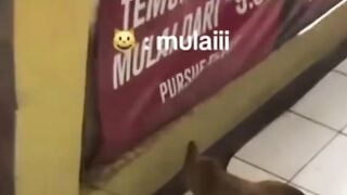 Cat funny 🗿
