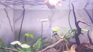 My animal