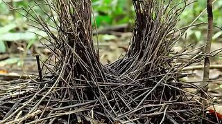 The Bird of Paradise Dating and Mating