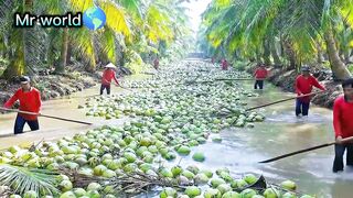 ইন্দোনেশিয়ায় যেভাবে লাখ লাখ ডাব চাষ করা হয় 🙂🙂।।