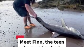 Teen Hero Saves Stranded Shark in New Brunswick 🦈🌊