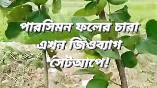 পারসিমন ফলের চারা এখন জিওব্যাগ সেটআপে!