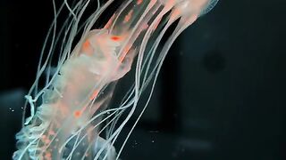 Baby Jellyfish Ephyra Floating in Aquarium Water with Orange Centers 4K Vertical 2