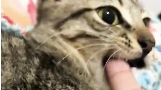 gemes banget jadi kucing