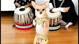dancer fun dog #DogDrama #FunnyPetVideos