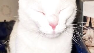 Sigma Cat Meme