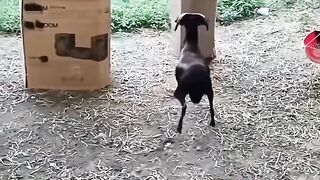 Funny sheep 2