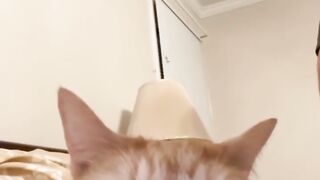 Cat Laughing Meme
