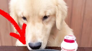 Dog Reacts to Sausages & Meat — Golden Retriever Loses It #GoldenRetriever