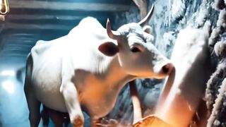 Hardworking cow vs monkey 3