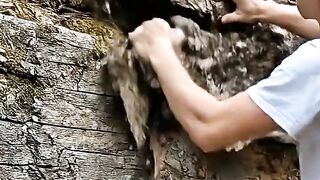 Building a beautiful house
