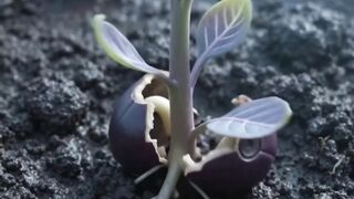 ONE SEED → WATCHER FLOWER → SEED AGAIN! 🌱👁️🌸😳