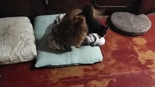 Милые любимые