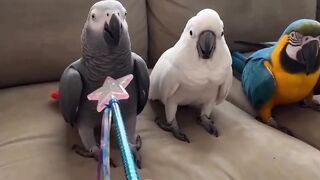 When your flock thinks the plastic fairy wand is a real weapon of mass destruction 😂✨