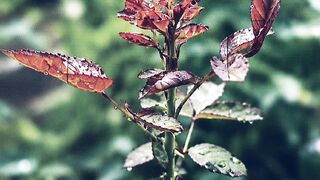Morning Dew on New Leaves 🌿💧 | Peaceful Nature Video