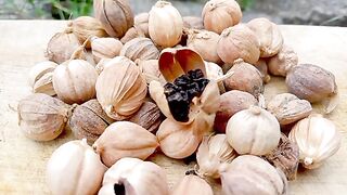 Kapulaga. Cardamom. 豆蔻. 小豆蔻. 小荳蔻. カルダモン. Кардамон. Kardamom. Cardamomo. Cardamome. Kardemom