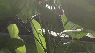 Matahari pagi