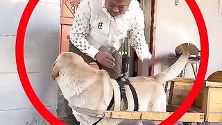 The care taker dog