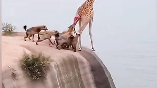 Animals animal