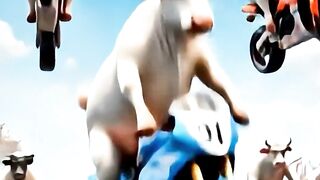 Cow racing #cow