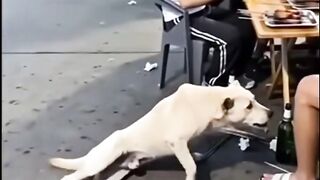 My funny dog