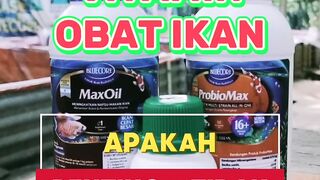 Menurut kalian penting atau tidak❓