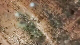 Kapan dan umur berapa larva lele mulai diberi makan