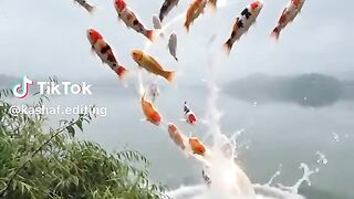 Nice video 688