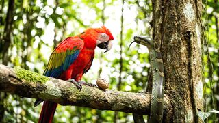 Vulture Saves Parrot & Drops Snake Into Jungle Water! 🦅🦜🐍 | Part 3