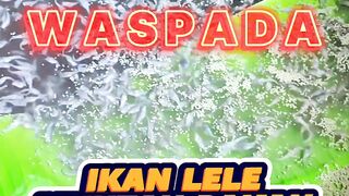 WASPADA lele muntahin pakan Hindari hal ini