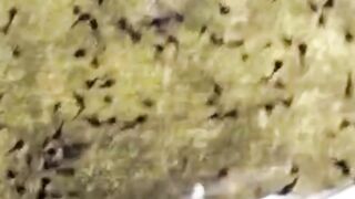 Jika larva lele seperti ini begini cara mengatasinya