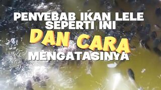 Hindari 4 hal ini dan segera lakukan 3 hal jika ikan lele begini