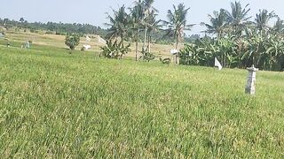 Sawah krambitan