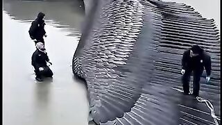 TOP 5 OCEAN ANIMALS THAT NEVER STOP GROWING 😳 #ocean #animals #sealife